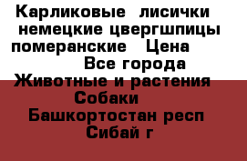 Карликовые “лисички“  немецкие цвергшпицы/померанские › Цена ­ 35 000 - Все города Животные и растения » Собаки   . Башкортостан респ.,Сибай г.